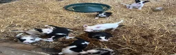 Border Collie dogs for sale: Collies for sale  in Newtown - Advert 5