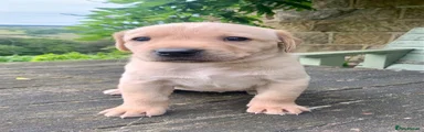 Labrador Retriever 4