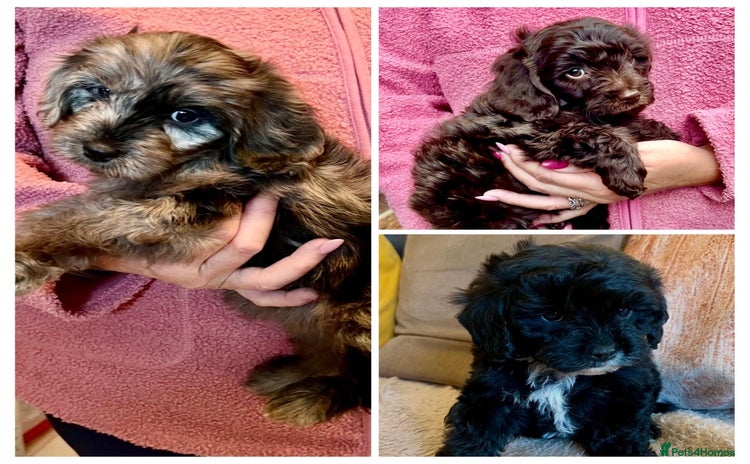 Cavapoo dogs - Advert 16