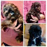 Cavapoo dogs - Advert 1