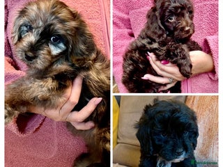 Cavapoo dogs - Advert 7