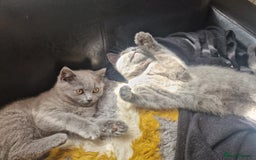 British Shorthair cats for sale: British shorthair  - Image 17