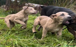 Mixed Breed dogs for sale: Cane Corso/Presa Canario Molloser dogs  - Image 14