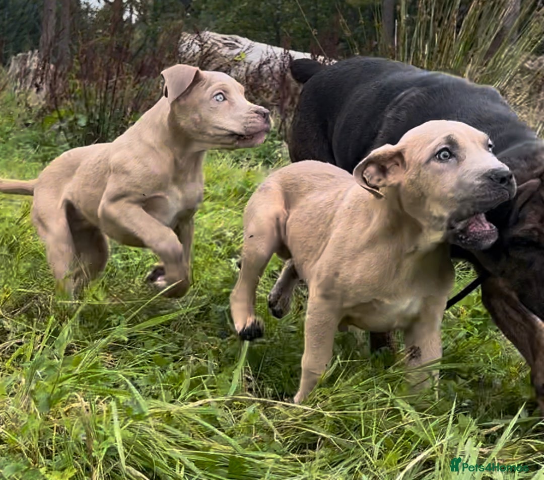 Mixed Breed dogs for sale: Cane Corso/Presa Canario Molloser dogs  - Image 14