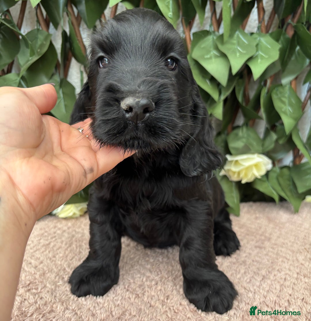 Cocker Spaniel dogs for sale: Last beautiful boy ! import line show cockers - Image 2