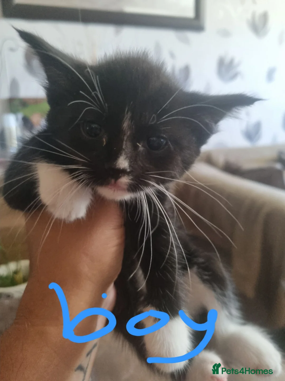 Mixed Breed cats for sale: 4 beautiful kittens looking for new familys - Advert 2