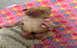 Labrador Retriever dogs for sale: Beautiful pedigree golden Labradors  - Image 17