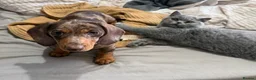 Miniature Dachshund dogs for sale: KC registered chocolate dapple girl  - Advert 1