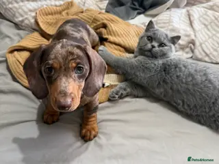 Miniature Dachshund dogs KC registered chocolate dapple girl - Advert 16