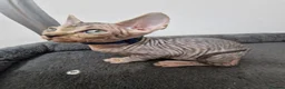 Sphynx cats for sale: Beautifull Tica sphynx kittens - Advert 36