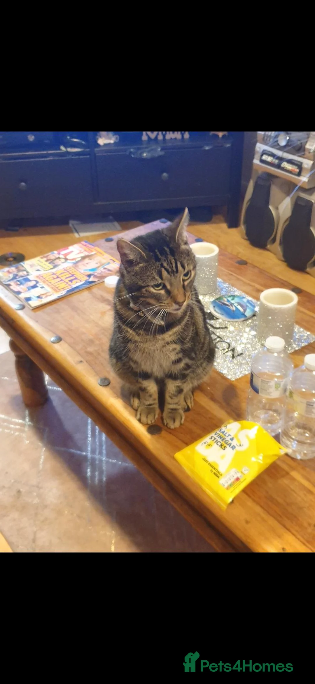 Toybob cats for sale: 6 years old Tabby cat for rehome in Leamington Spa - Advert 1