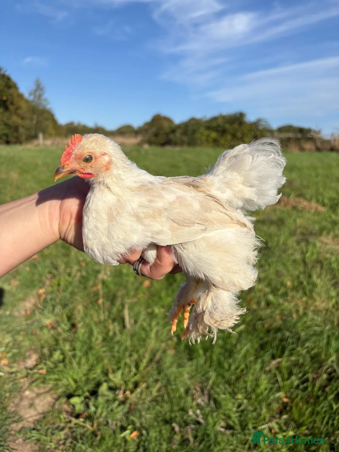 Chickens poultry for sale: Mixed lavender pekin chick rooster  - Advert 2