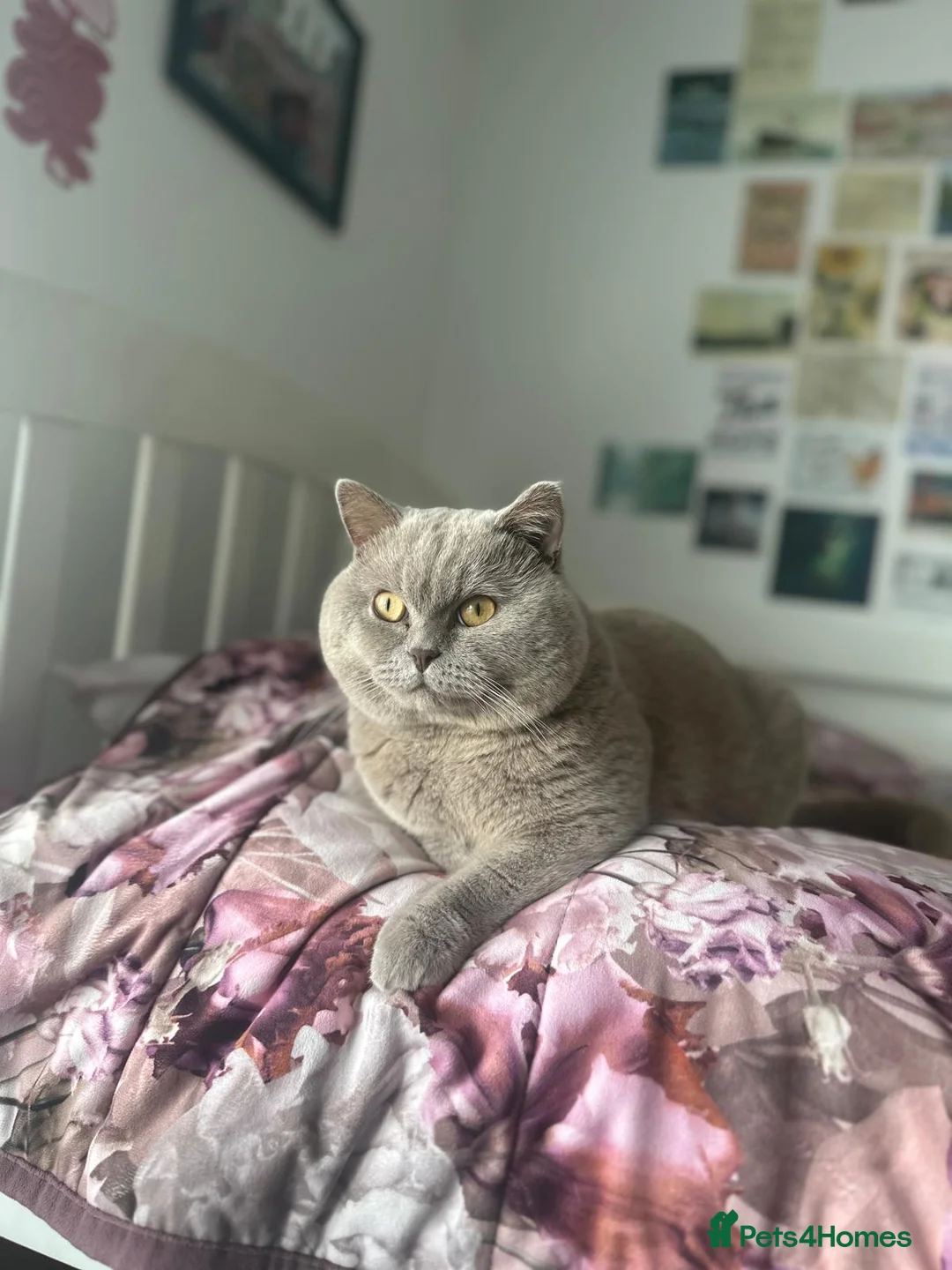 British Shorthair cats for sale: kitten british sort hair (blue) - Advert 9