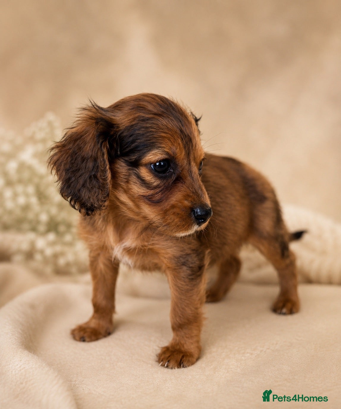 Mixed Breed dogs Cavapoo x Cocker pups Merle, chocolate, tri, tan - Advert 1