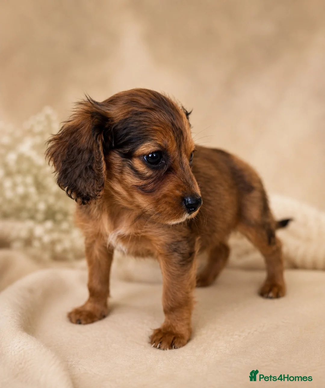 Mixed Breed dogs for sale: Cavapoo x Cocker pups Merle, chocolate, tri, tan - Advert 1