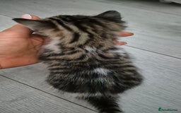 Bengal cats for sale: Bengal x kittens - Image 3