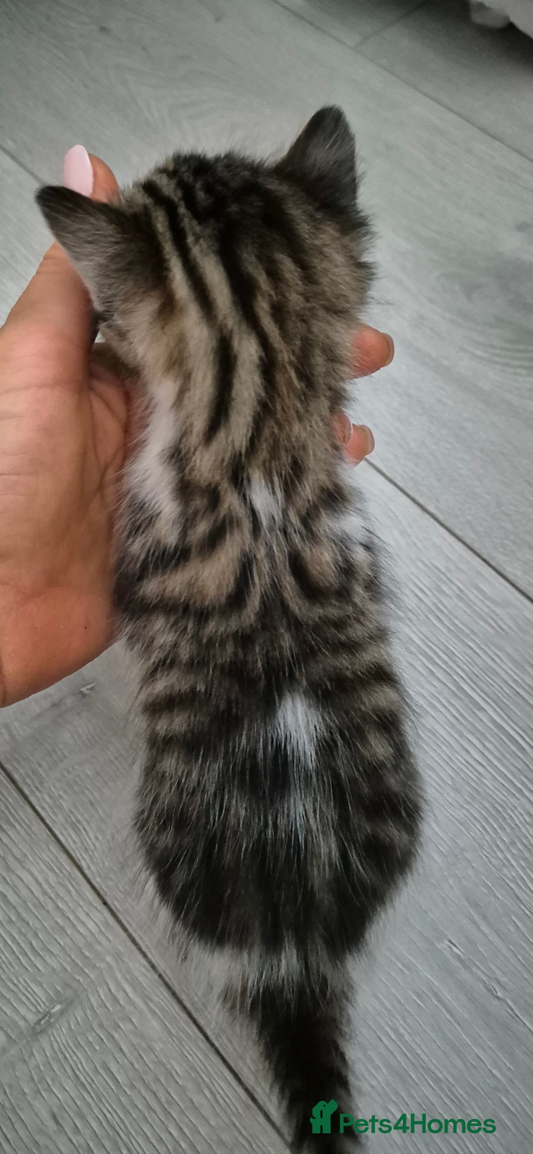 Bengal cats for sale: Bengal x kittens - Image 3