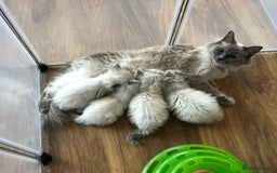 Ragdoll cats for sale: Ragdoll kittens - Image 12