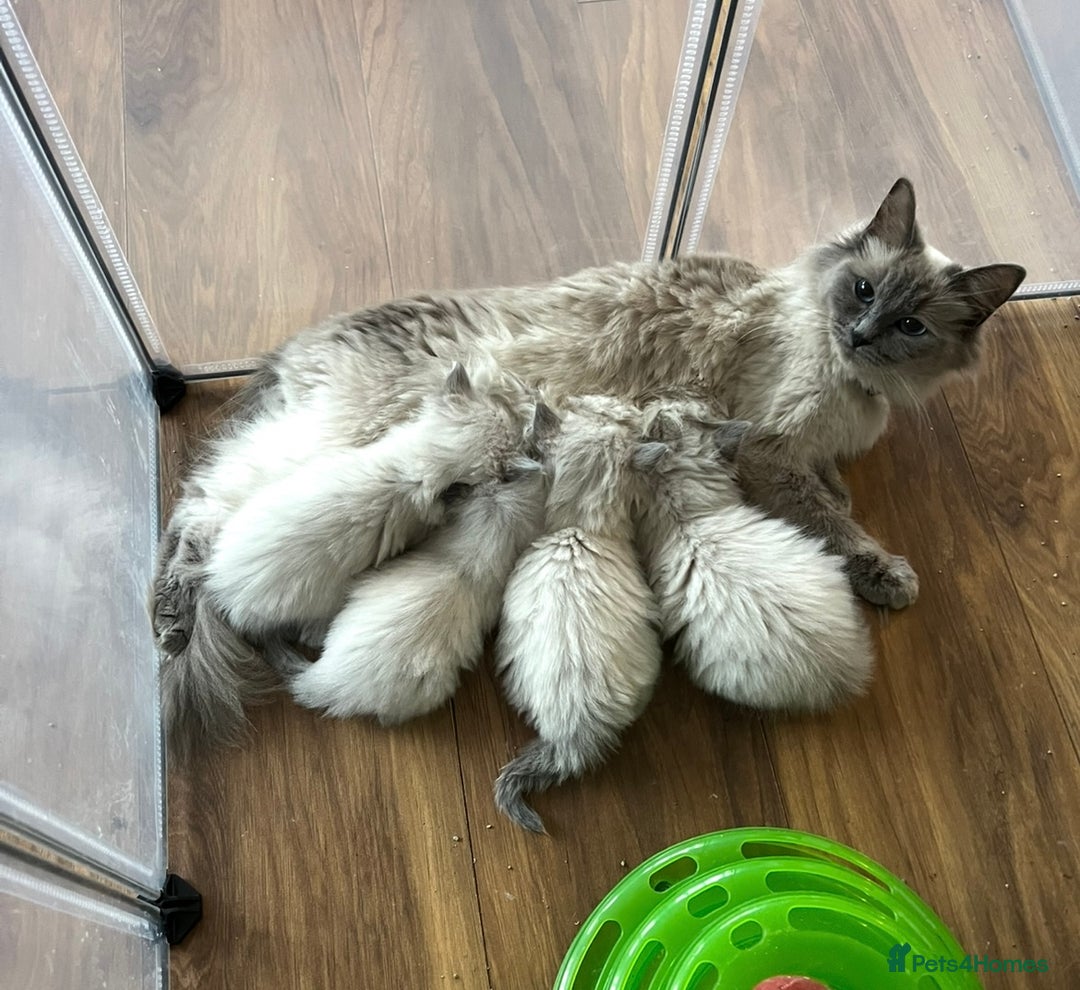 Ragdoll cats for sale: Ragdoll kittens - Image 12