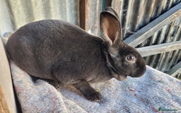 Rex rabbits for sale: 1 x blue rex buck, 3 x rex does - 6 months old - Image 9