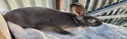 Rex rabbits for sale:  3 x rex does - 6 months old - Advert 6