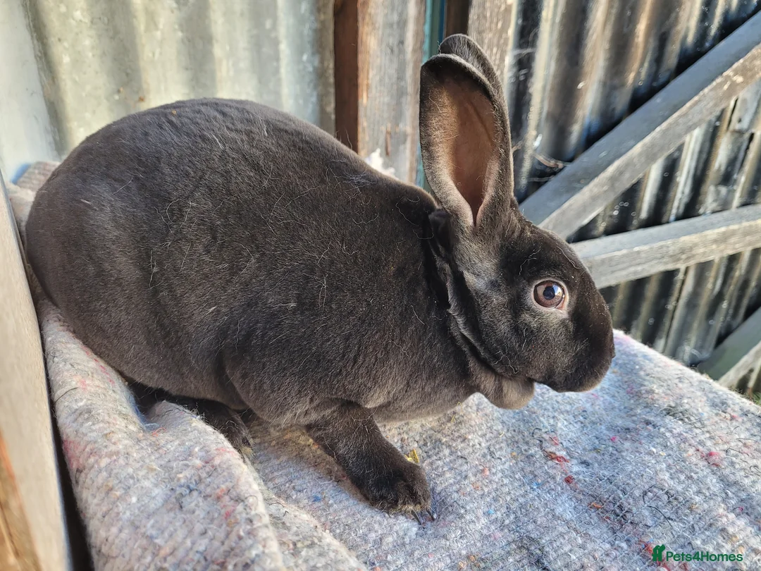 Rex rabbits for sale:  3 x rex does - 6 months old - Advert 6