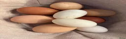 Chickens poultry for sale: Fertile Eggs for sales - Advert 3