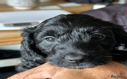 Cockapoo dogs for sale: F2 Cockapoo Puppies - Image 20