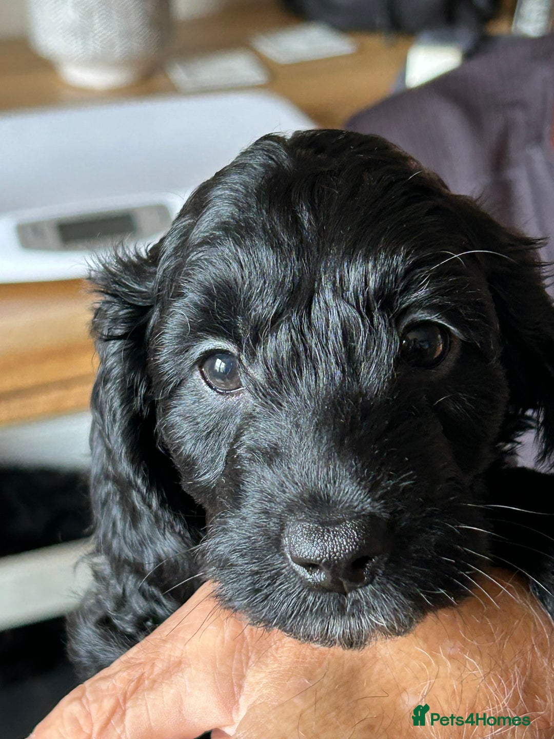 Cockapoo dogs for sale: F2 Cockapoo Puppies - Image 20