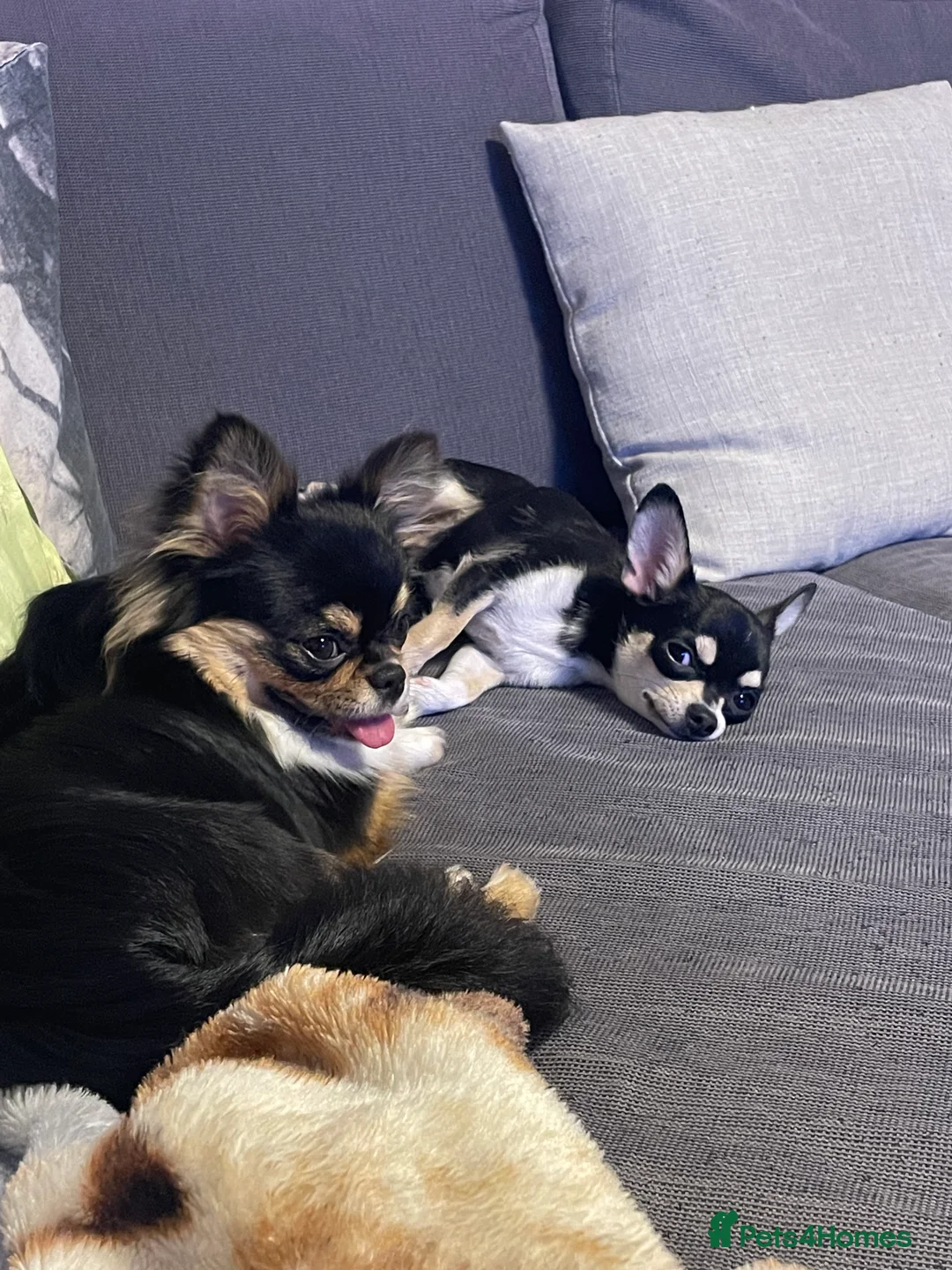 Chihuahua dogs for sale: Proven Chihuahua Pair–Male KC registered & Female - Advert 10