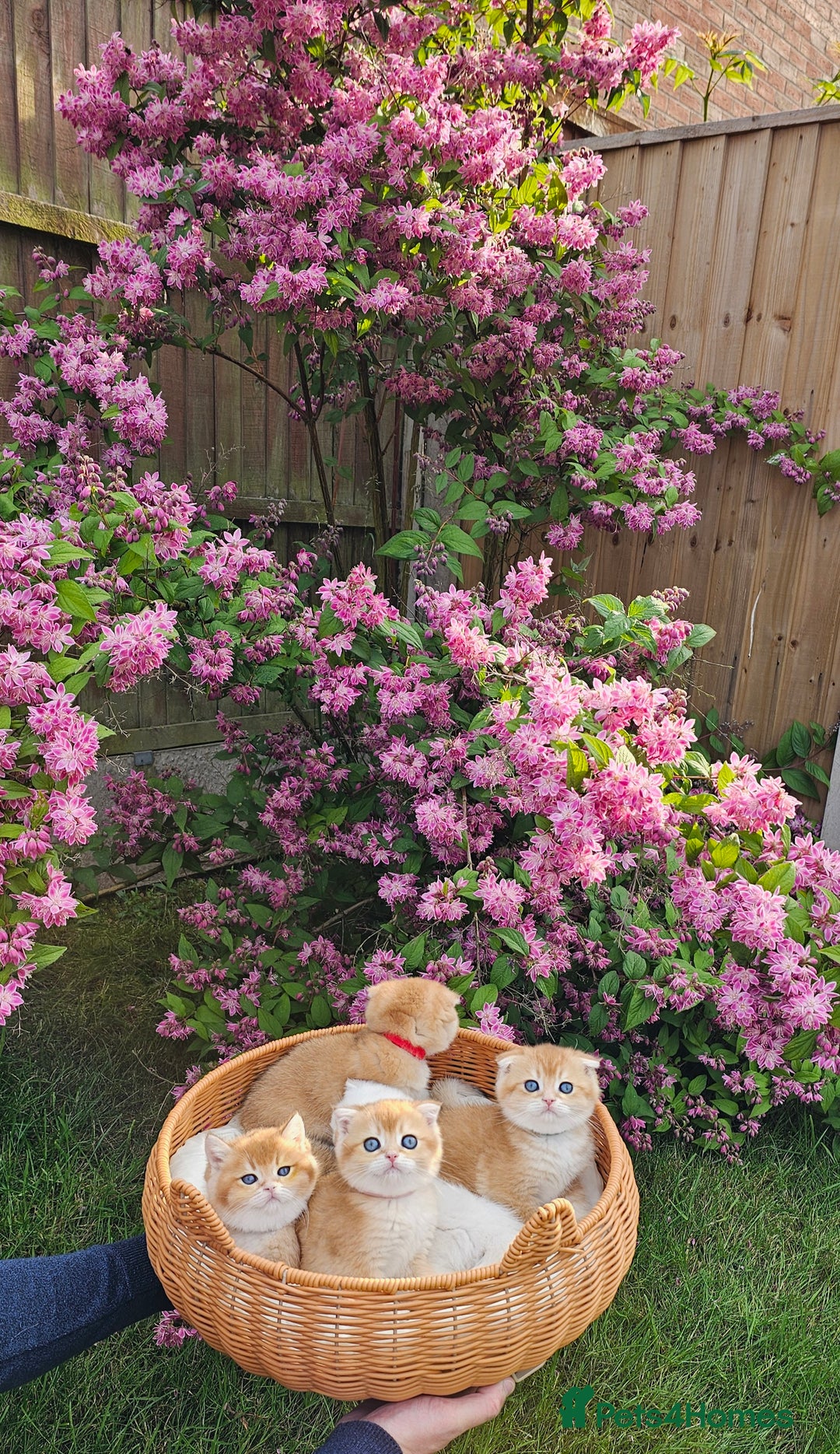 Scottish Fold cats for sale: READY NOW - TICA - SCOTTISH FOLD and STRAIGHT. - Image 14