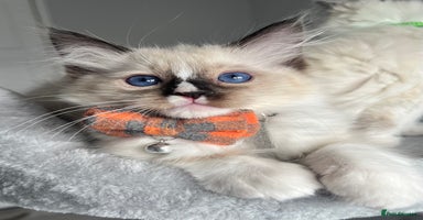 Ragdoll cats - Advert 6