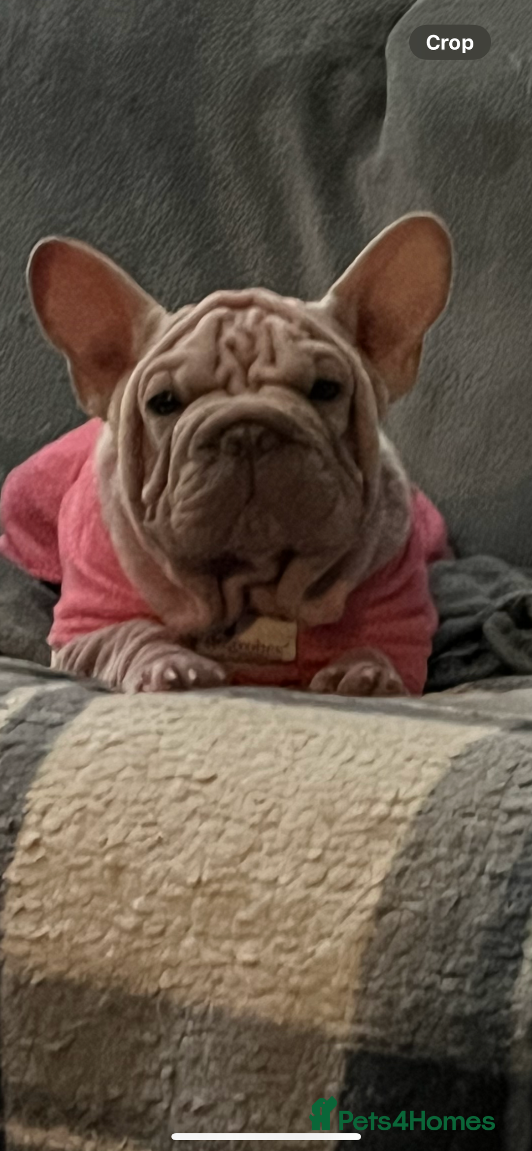 French Bulldog dogs for sale: ☃️FROSTY THE SNOWMAN☃️ - Advert 2