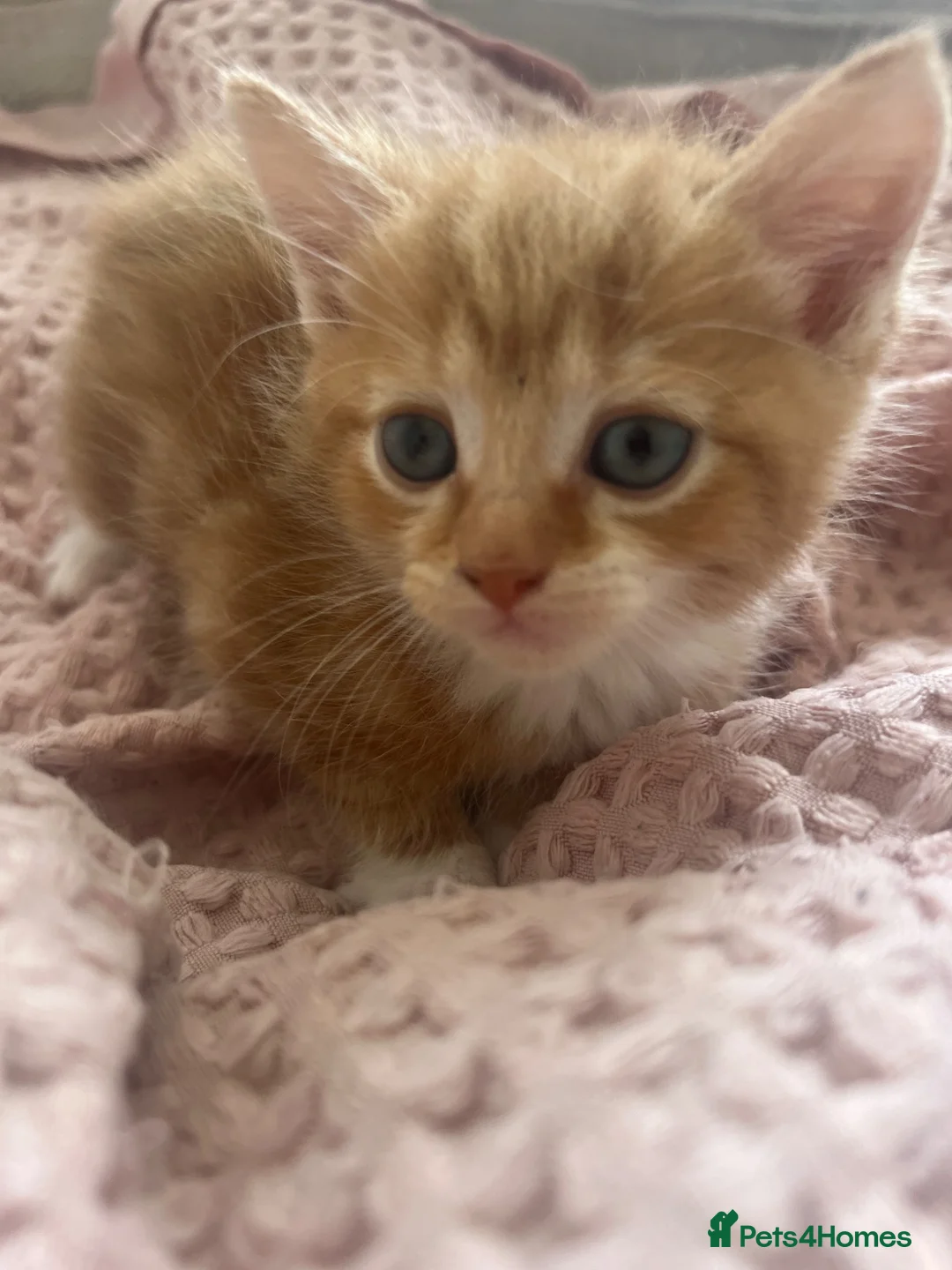Mixed Breed cats for sale: 2 Mixed Breed Ginger Kittens  - Advert 2