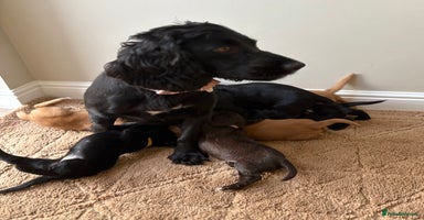 Cocker Spaniel dogs - Advert 6