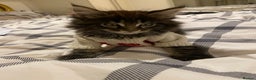 Maine Coon cats for sale: ✨pedigree maine coon kittens - Extra Large lines ✨ - Advert 5