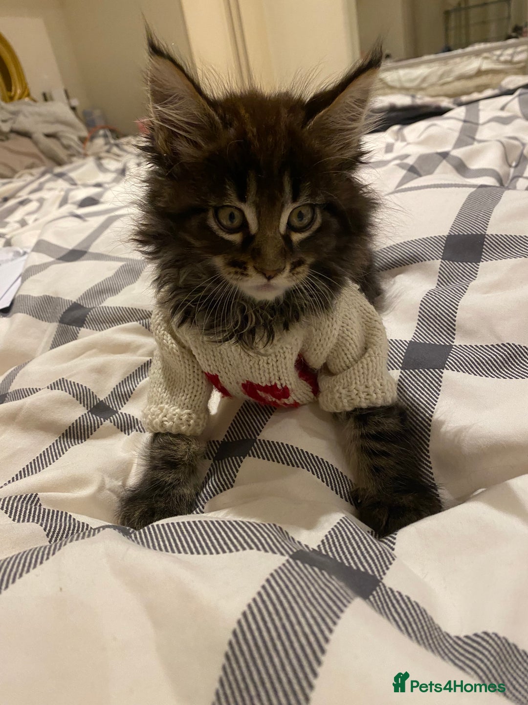 Maine Coon cats for sale: ✨pedigree maine coon kittens - Extra Large lines ✨ - Advert 5