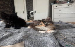 Maine Coon cats for sale: 1 BLACK SMOKE BOY 1 TORTIE GIRL MAINE COON KITTENS - Image 4