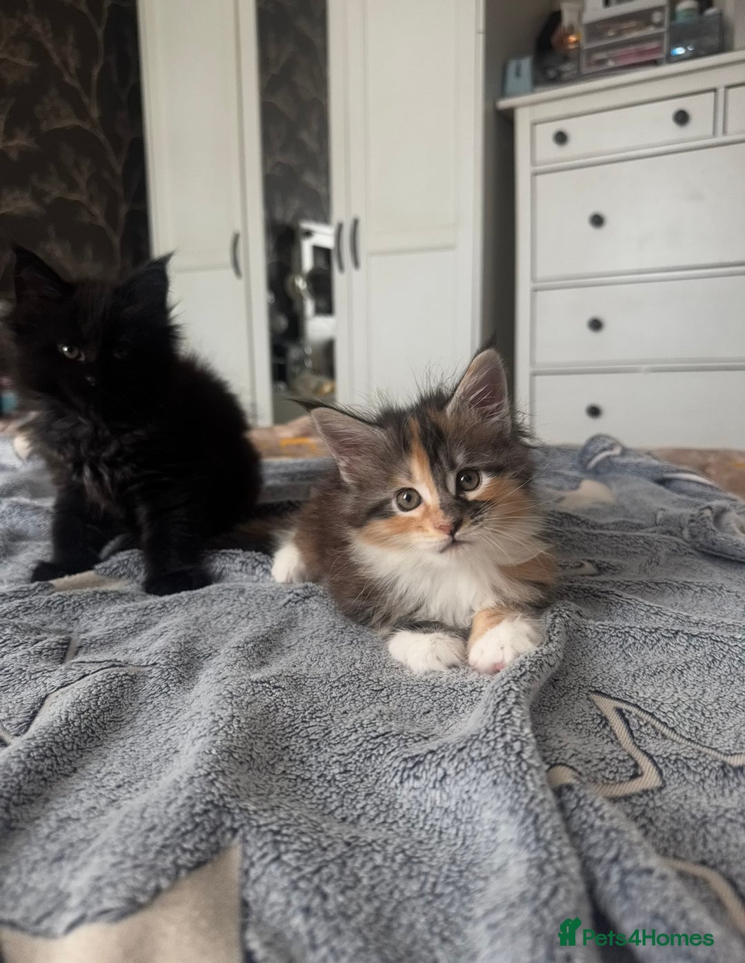 Maine Coon cats for sale: 1 BLACK SMOKE BOY 1 TORTIE GIRL MAINE COON KITTENS - Image 4
