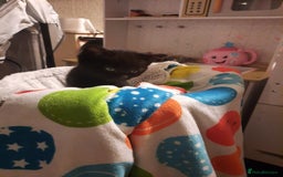 Mixed Breed cats for sale: Adorable kittens needing homes - Image 3