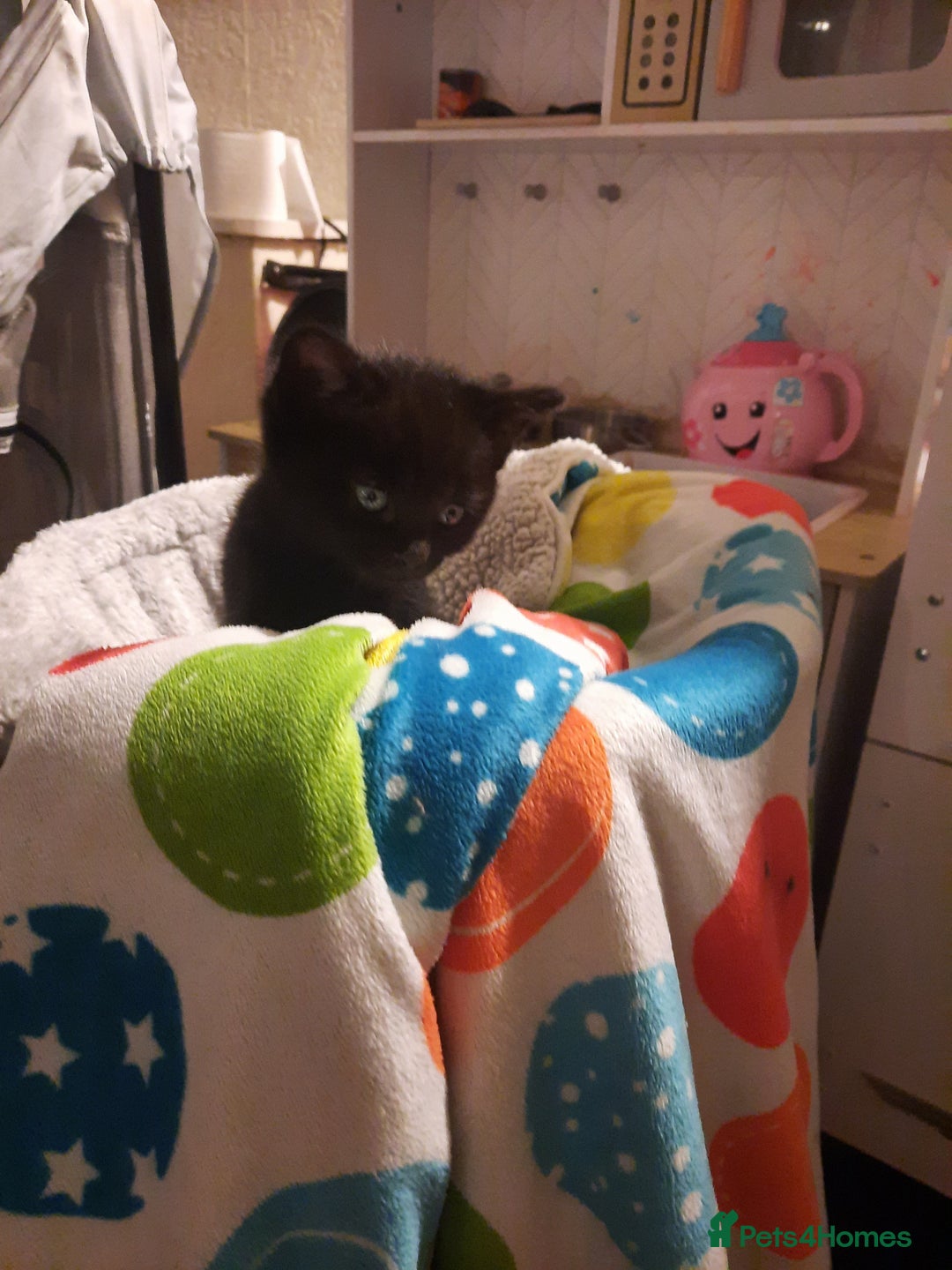 Mixed Breed cats for sale: Adorable kittens needing homes - Image 3