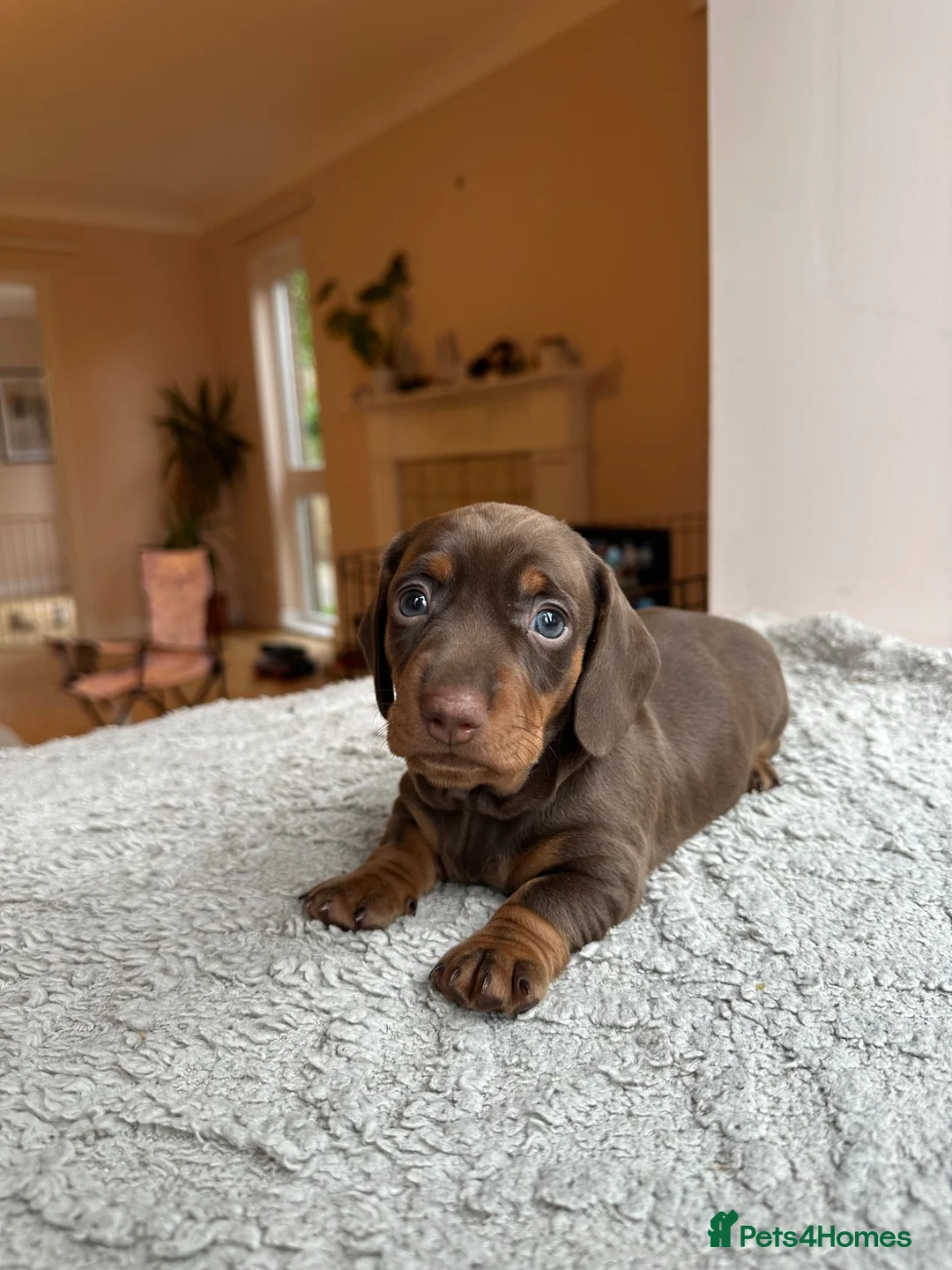 Dachshund dogs for sale: 3 chunky boys for sale 🏡  in Westbury - Advert 15