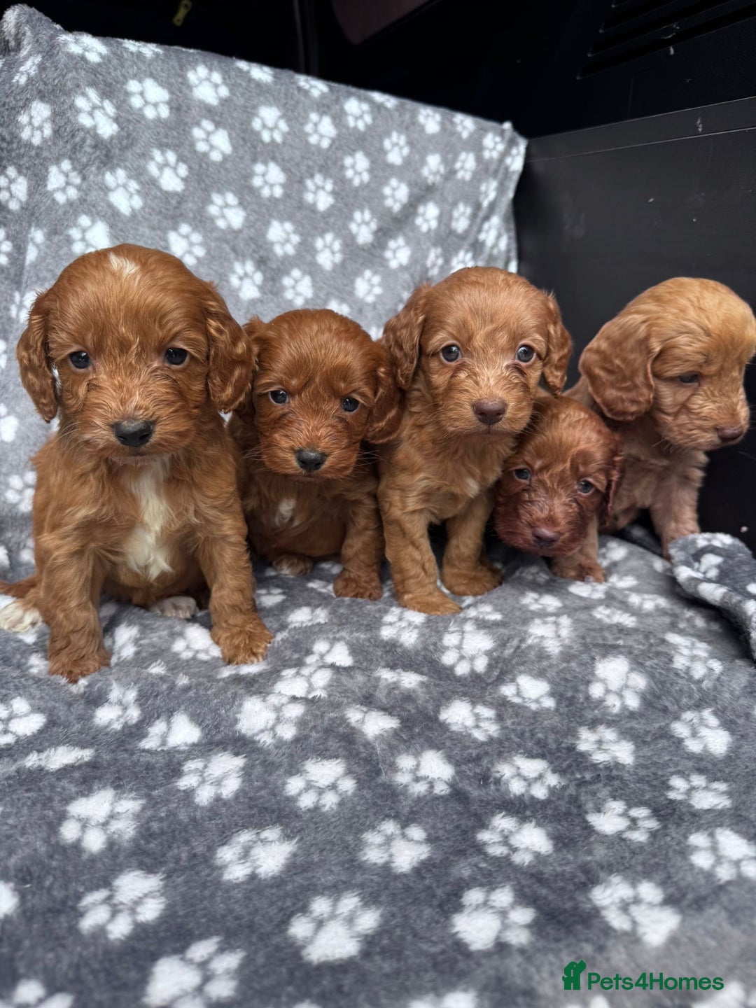 Cockapoo dogs for sale: Cockapoo puppy for sale 🐾🐶 - Image 5