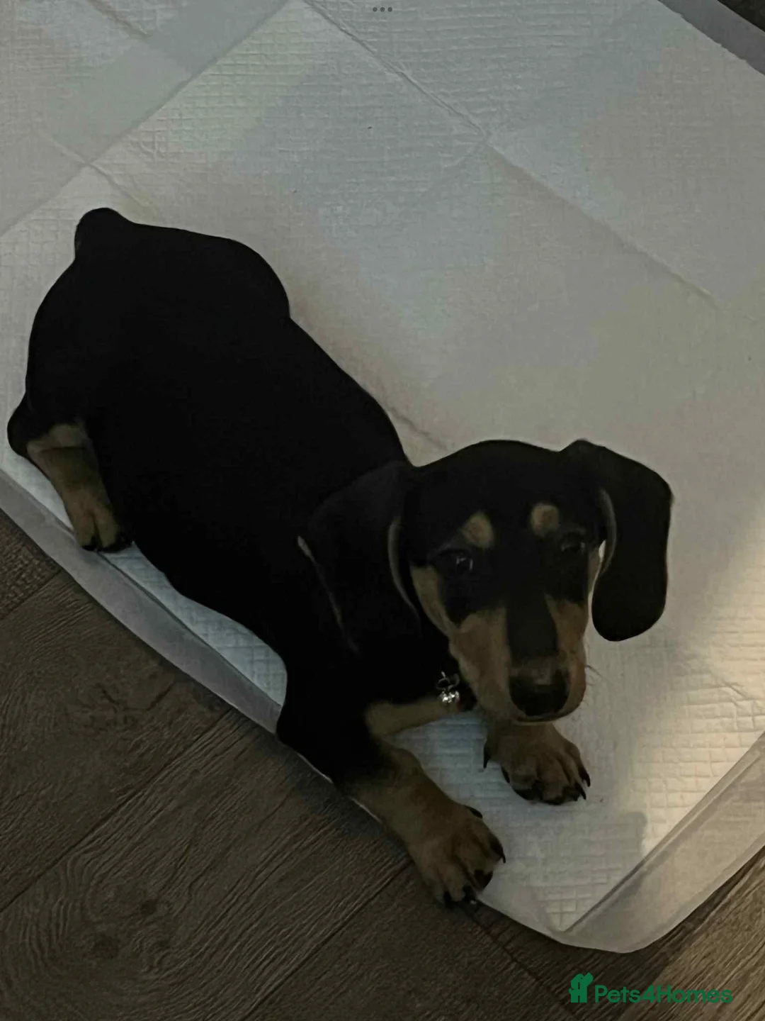 Dachshund dogs for sale: This is prince - Advert 1