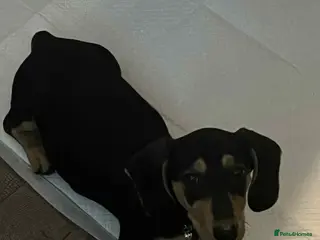 Dachshund dogs This is prince - Advert 12