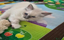 Ragdoll cats for sale: 1 female GCCF Pedigree Ragdoll kitten left - Image 1