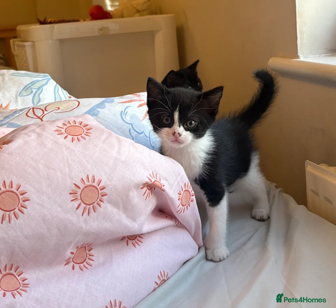 Domestic Shorthair cats for sale:  3 kittens  - Advert 2
