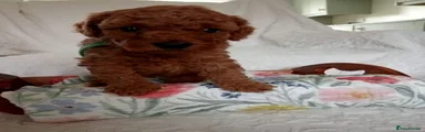 Toy Poodle 1 green collar