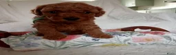 Toy Poodle dogs for sale: *****Stunning Fox Red Toy Poodle puppies***** - Advert 17