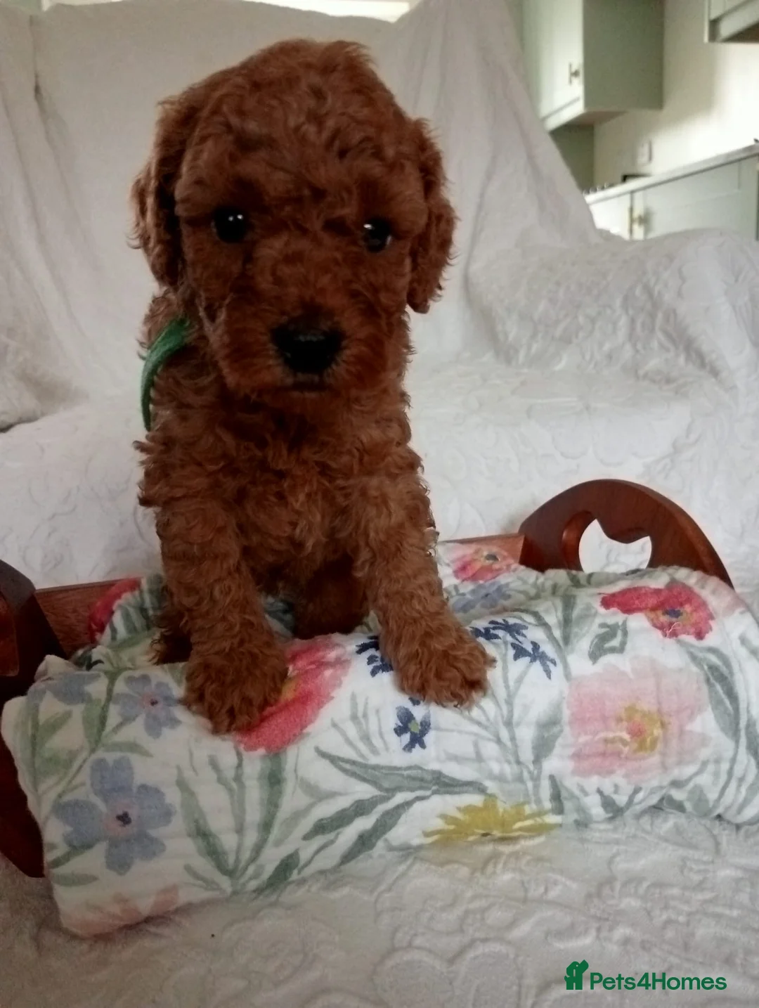 Toy Poodle dogs for sale: *****Stunning Fox Red Toy Poodle puppies***** - Advert 17
